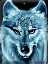 avatar sur les forums